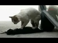 Cat gives a cardiac massage to his injured girlfriend